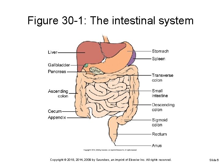 Figure 30 -1: The intestinal system Copyright © 2018, 2014, 2009 by Saunders, an
