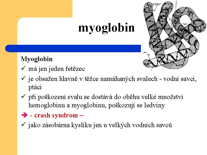 myoglobin Myoglobin ü má jen jeden řetězec ü je obsažen hlavně v těžce namáhaných