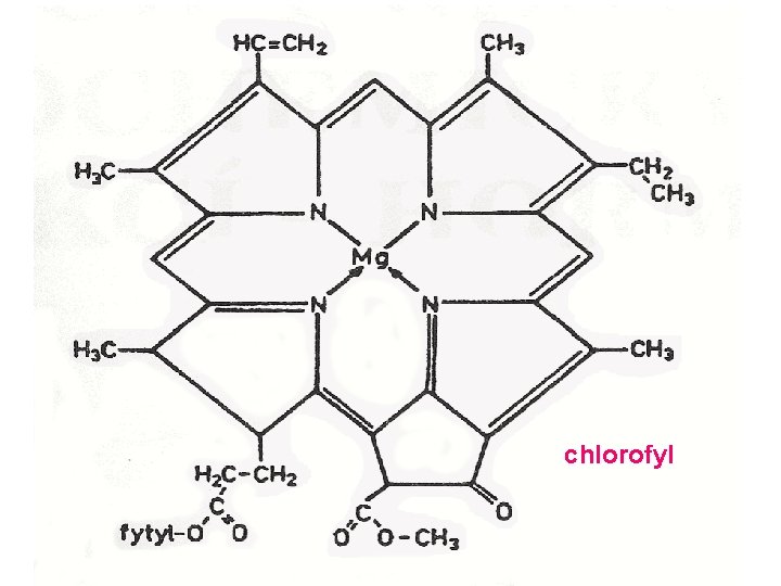 Chlorofyl chlorofyl 