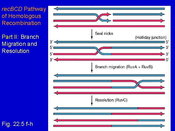 rec. BCD Pathway of Homologous Recombination Part II: Branch Migration and Resolution Fig. 22.