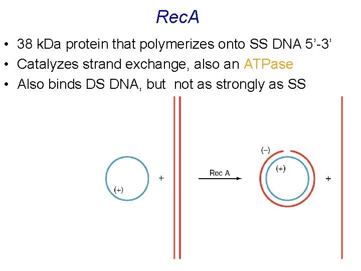 Rec. A • 38 k. Da protein that polymerizes onto SS DNA 5’-3’ •