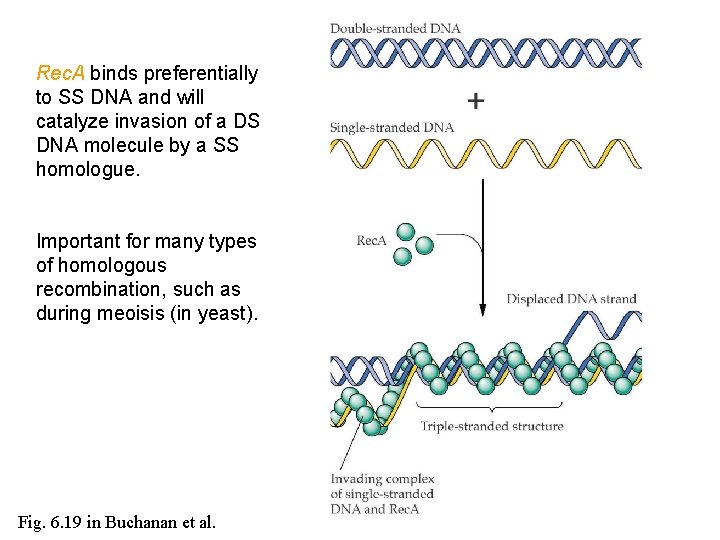 Rec. A binds preferentially to SS DNA and will catalyze invasion of a DS