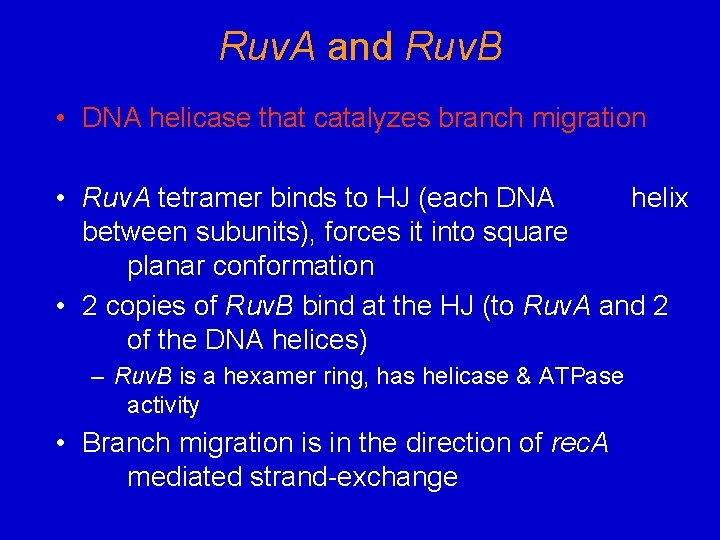 Ruv. A and Ruv. B • DNA helicase that catalyzes branch migration • Ruv.