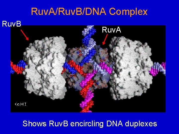 Ruv. A/Ruv. B/DNA Complex Ruv. B Ruv. A Shows Ruv. B encircling DNA duplexes