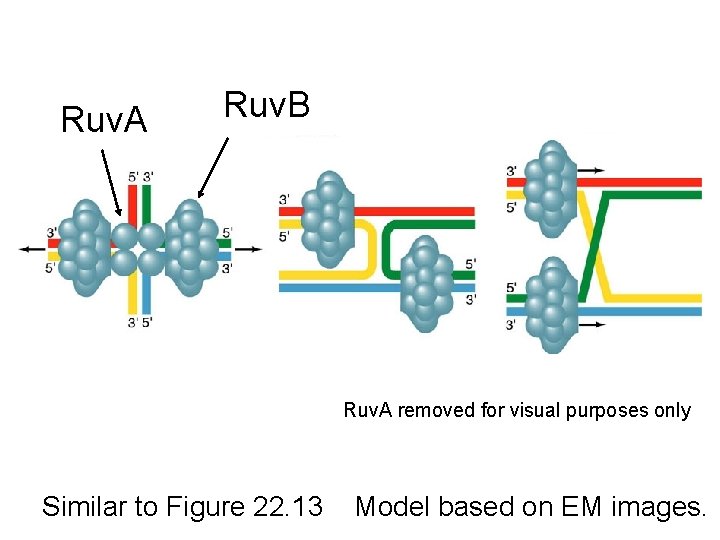 Ruv. A Ruv. B Ruv. A removed for visual purposes only Similar to Figure