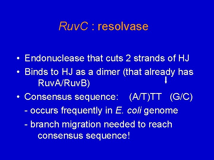 Ruv. C : resolvase • Endonuclease that cuts 2 strands of HJ • Binds