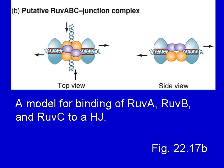 A model for binding of Ruv. A, Ruv. B, and Ruv. C to a