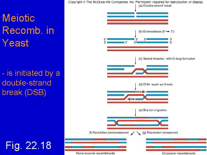 Meiotic Recomb. in Yeast - is initiated by a double-strand break (DSB) Fig. 22.