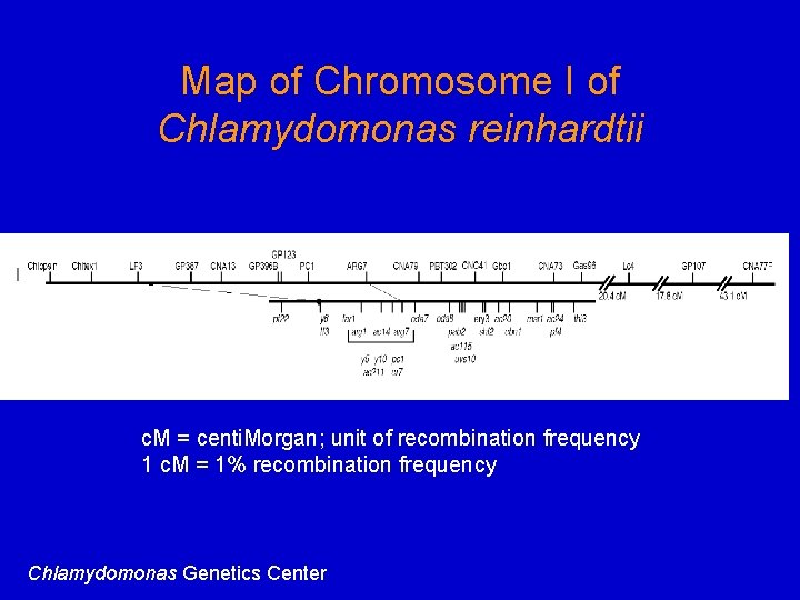 Map of Chromosome I of Chlamydomonas reinhardtii c. M = centi. Morgan; unit of