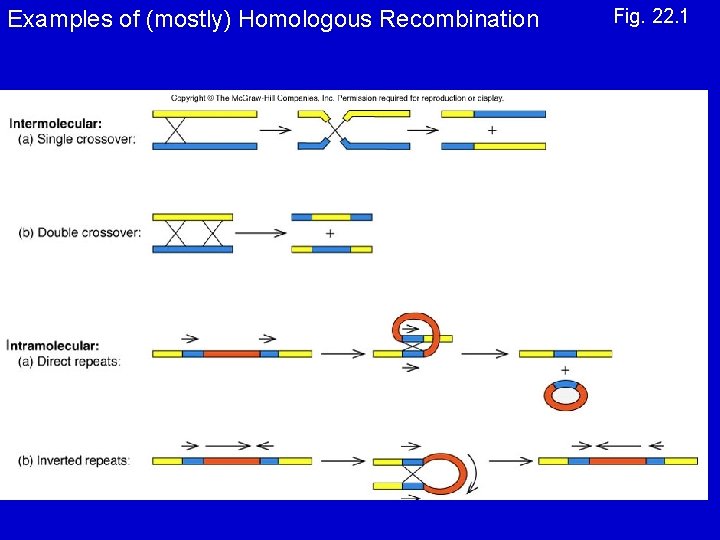 Examples of (mostly) Homologous Recombination Fig. 22. 1 