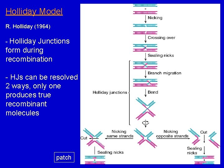 Holliday Model R. Holliday (1964) - Holliday Junctions form during recombination - HJs can