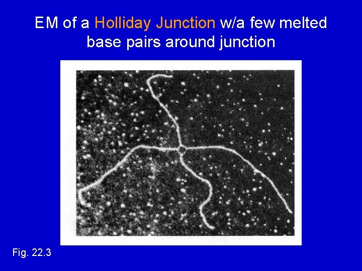EM of a Holliday Junction w/a few melted base pairs around junction Fig. 22.