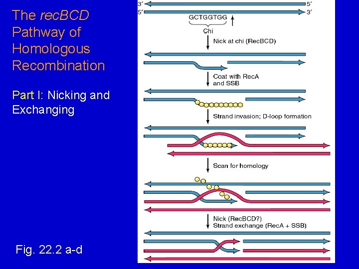 The rec. BCD Pathway of Homologous Recombination Part I: Nicking and Exchanging Fig. 22.