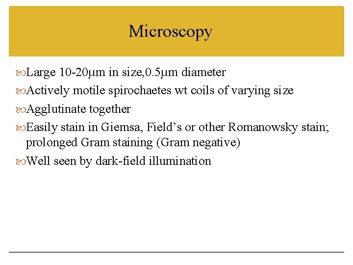 Microscopy Large 10 -20µm in size, 0. 5µm diameter Actively motile spirochaetes wt coils