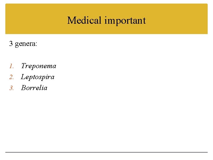 Medical important 3 genera: Treponema 2. Leptospira 3. Borrelia 1. 