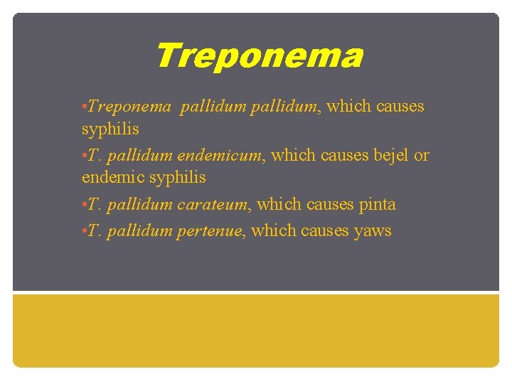 Treponema • Treponema pallidum, which causes syphilis • T. pallidum endemicum, which causes bejel