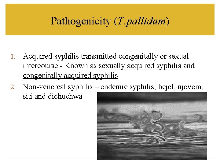 Pathogenicity (T. pallidum) Acquired syphilis transmitted congenitally or sexual intercourse - Known as sexually