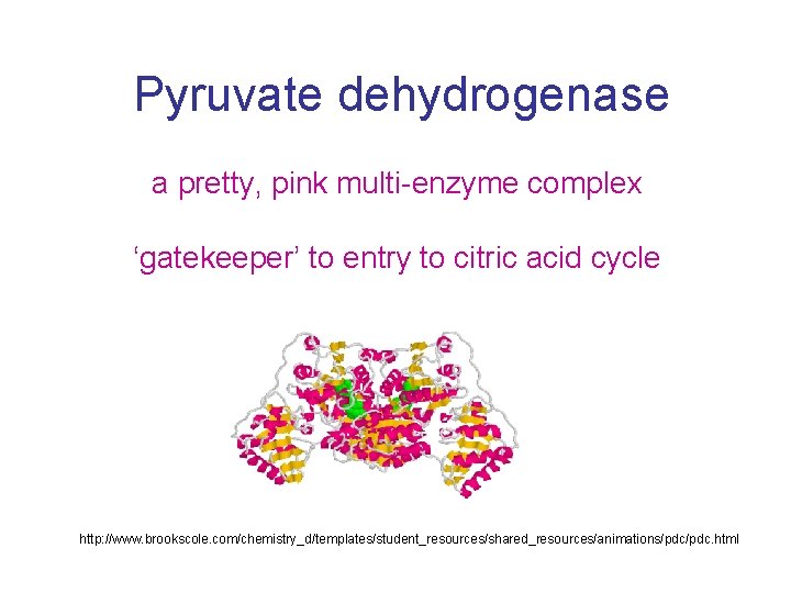 Pyruvate dehydrogenase a pretty, pink multi-enzyme complex ‘gatekeeper’ to entry to citric acid cycle