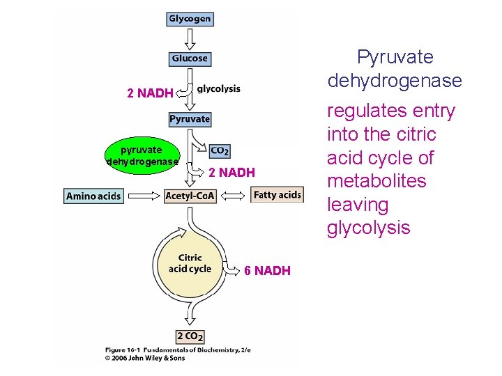 Pyruvate dehydrogenase 2 NADH pyruvate dehydrogenase 2 NADH 6 NADH regulates entry into the