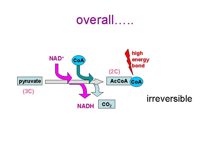 overall…. . NAD+ Co. A (2 C) pyruvate high energy bond Ac. Co. A