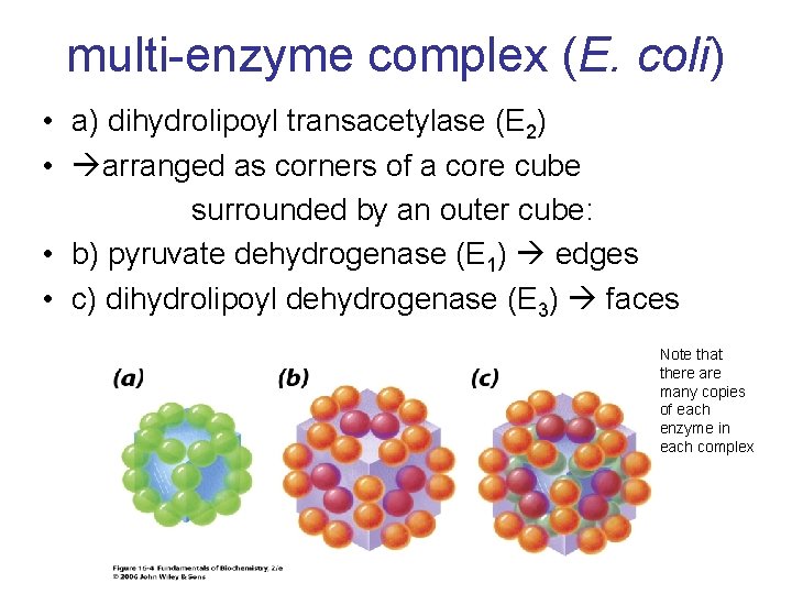 multi-enzyme complex (E. coli) • a) dihydrolipoyl transacetylase (E 2) • arranged as corners