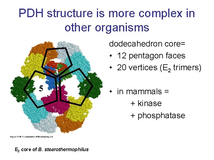 PDH structure is more complex in other organisms dodecahedron core= • 12 pentagon faces