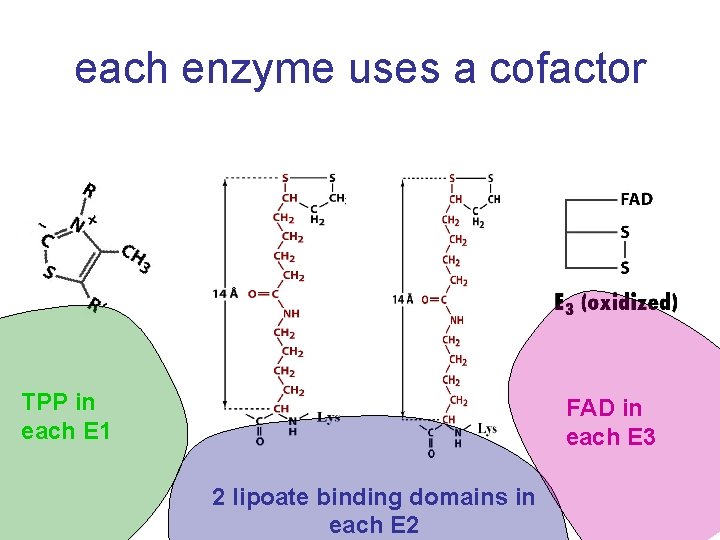 each enzyme uses a cofactor TPP in each E 1 FAD in each E