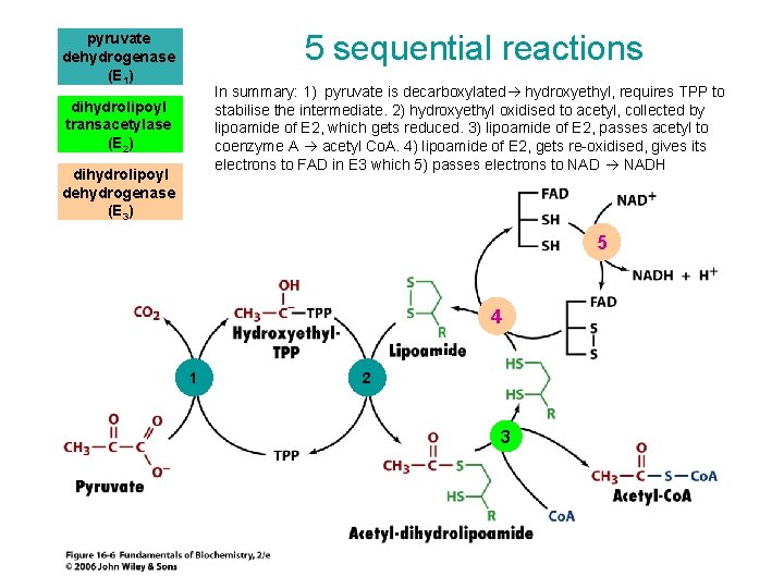 5 sequential reactions pyruvate dehydrogenase (E 1) In summary: 1) pyruvate is decarboxylated hydroxyethyl,