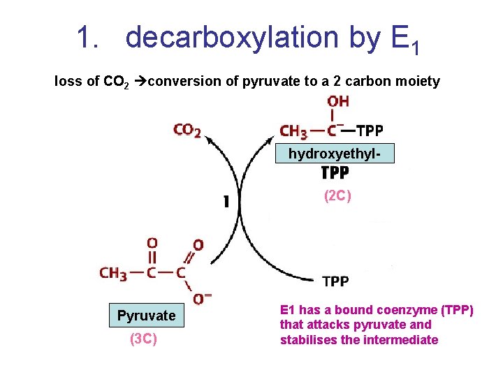 1. decarboxylation by E 1 loss of CO 2 conversion of pyruvate to a