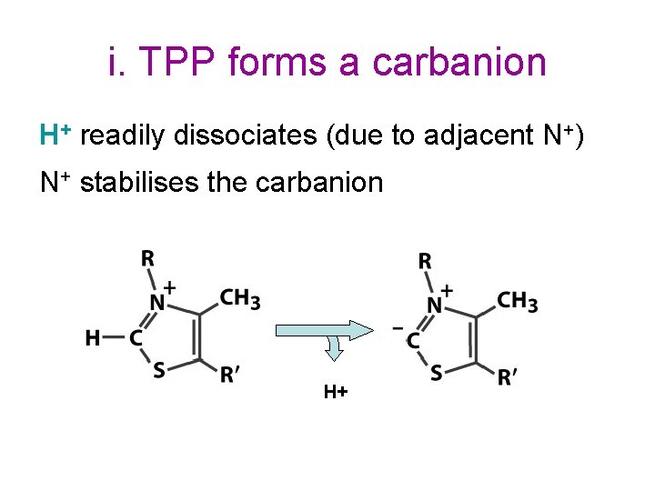 i. TPP forms a carbanion H+ readily dissociates (due to adjacent N+) N+ stabilises