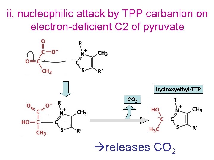 ii. nucleophilic attack by TPP carbanion on electron-deficient C 2 of pyruvate hydroxyethyl-TTP CO