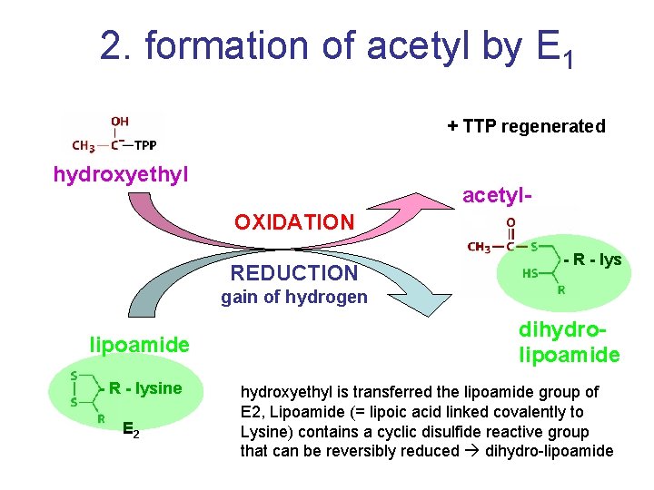 2. formation of acetyl by E 1 + TTP regenerated hydroxyethyl acetyl. OXIDATION REDUCTION