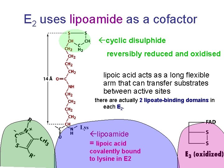 E 2 uses lipoamide as a cofactor cyclic disulphide reversibly reduced and oxidised lipoic