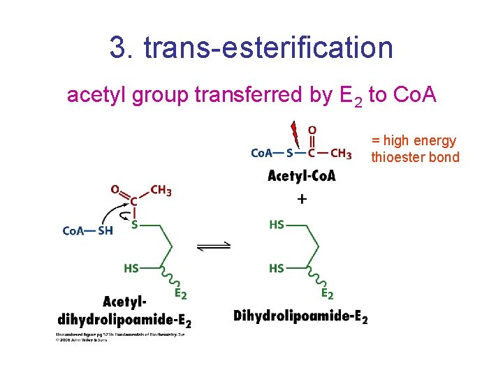 3. trans-esterification acetyl group transferred by E 2 to Co. A = high energy