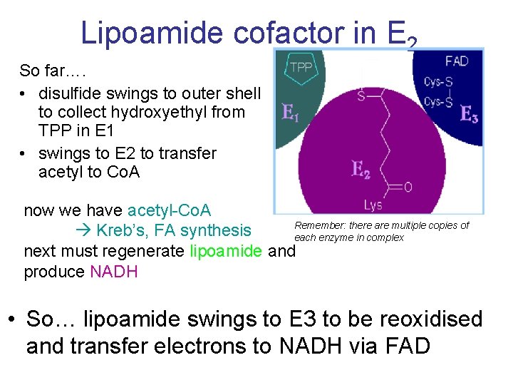 Lipoamide cofactor in E 2 So far…. • disulfide swings to outer shell to