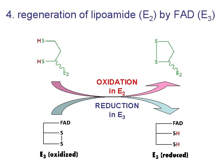 4. regeneration of lipoamide (E 2) by FAD (E 3) OXIDATION in E 2