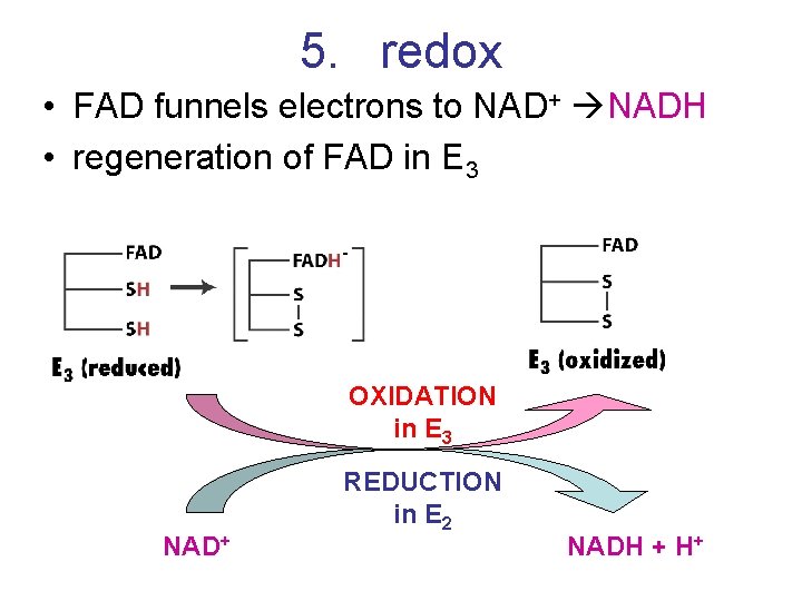 5. redox • FAD funnels electrons to NAD+ NADH • regeneration of FAD in