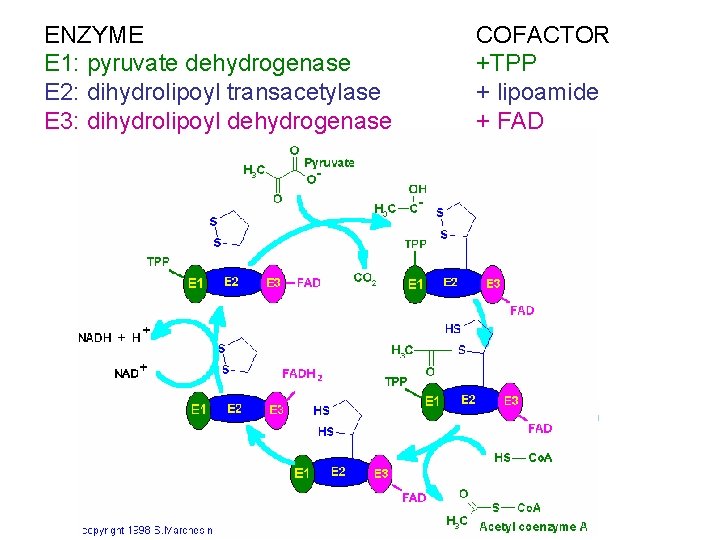 ENZYME E 1: pyruvate dehydrogenase E 2: dihydrolipoyl transacetylase E 3: dihydrolipoyl dehydrogenase COFACTOR