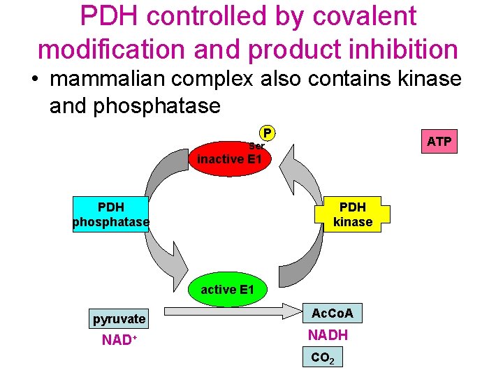 PDH controlled by covalent modification and product inhibition • mammalian complex also contains kinase