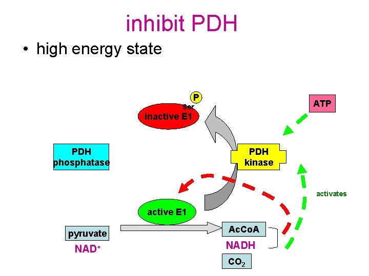 inhibit PDH • high energy state P ATP Ser inactive E 1 PDH phosphatase