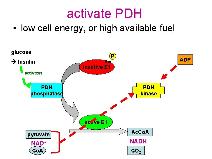 activate PDH • low cell energy, or high available fuel glucose Insulin P ADP