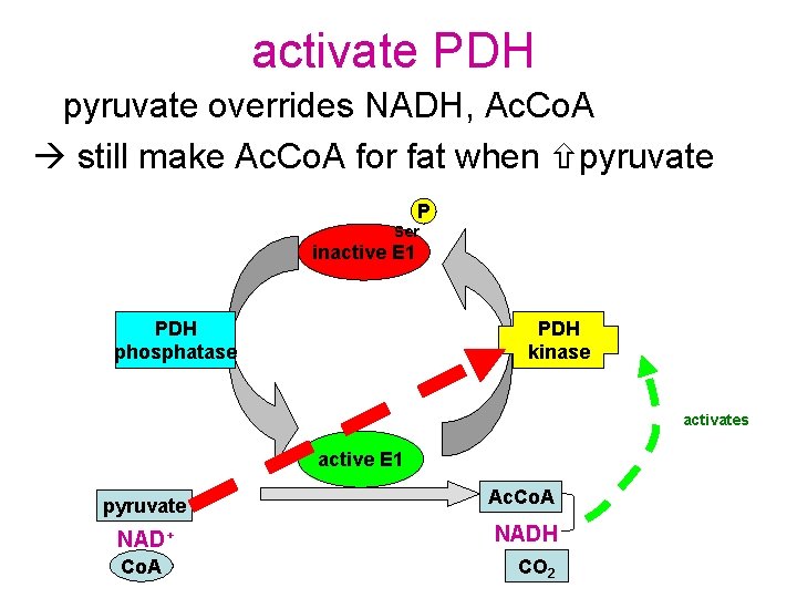 activate PDH pyruvate overrides NADH, Ac. Co. A still make Ac. Co. A for