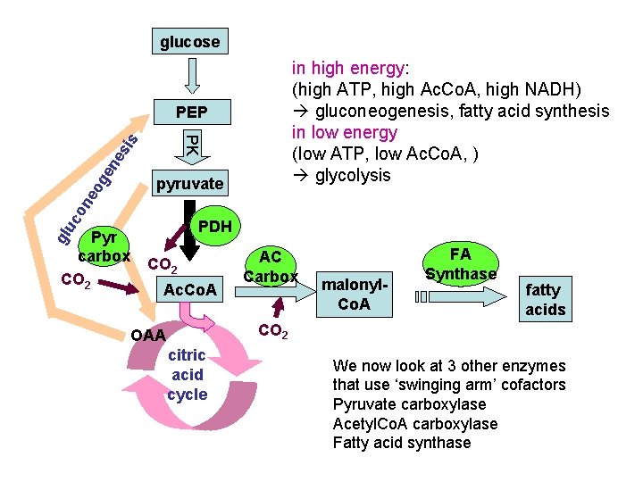 glucose in high energy: (high ATP, high Ac. Co. A, high NADH) gluconeogenesis, fatty