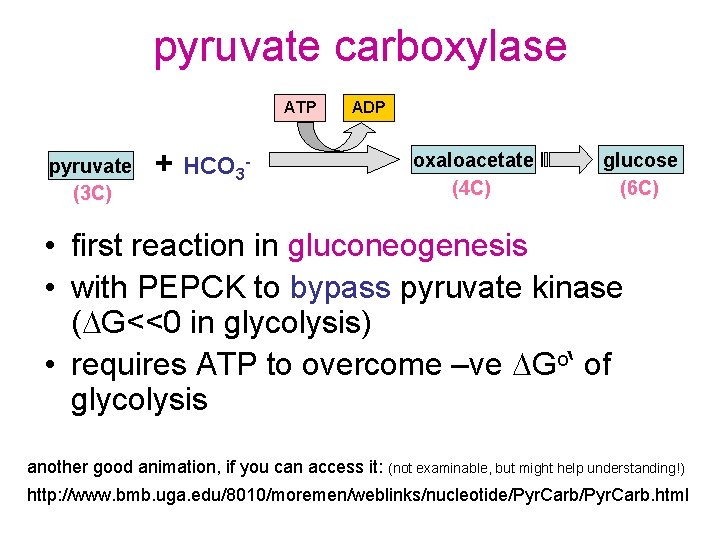 pyruvate carboxylase ATP pyruvate (3 C) + HCO 3 - ADP oxaloacetate (4 C)