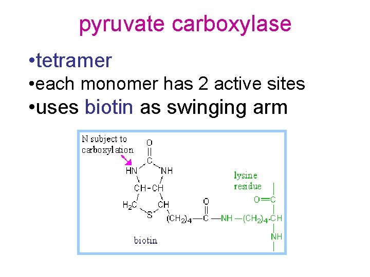 pyruvate carboxylase • tetramer • each monomer has 2 active sites • uses biotin