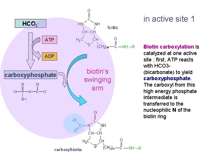 in active site 1 HCO 3 ATP biotin ADP carboxyphosphate carboxybiotin’s swinging arm Biotin