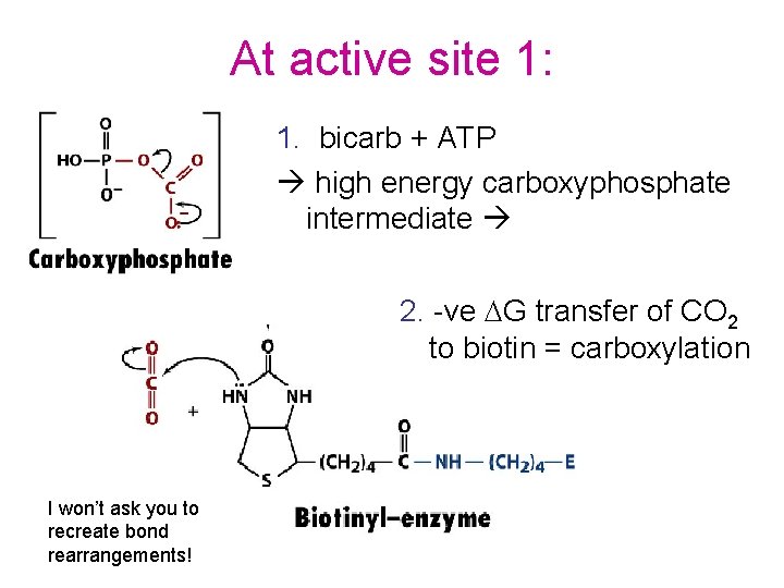At active site 1: 1. bicarb + ATP high energy carboxyphosphate intermediate 2. -ve