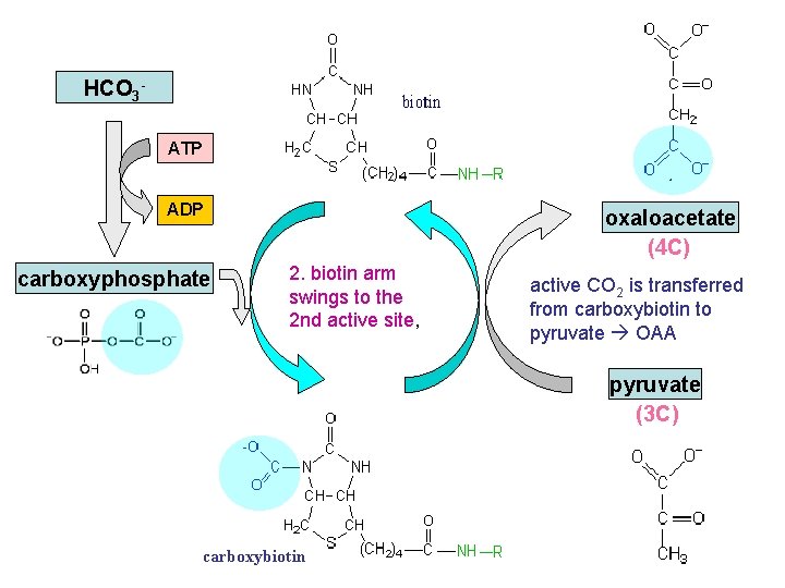 HCO 3 ATP biotin ADP carboxyphosphate oxaloacetate (4 C) 2. biotin arm swings to