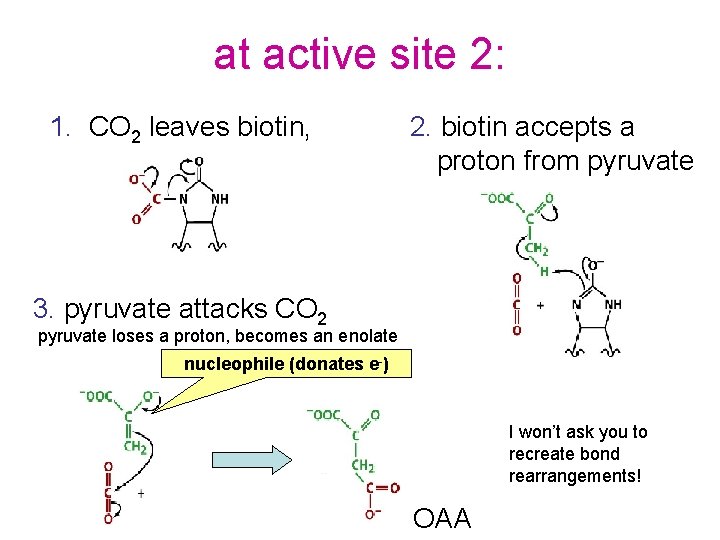 at active site 2: 1. CO 2 leaves biotin, 2. biotin accepts a proton