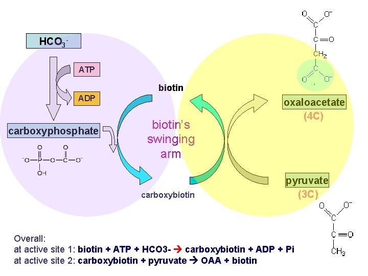 HCO 3 ATP biotin ADP carboxyphosphate biotin’s swinging arm carboxybiotin oxaloacetate (4 C) pyruvate